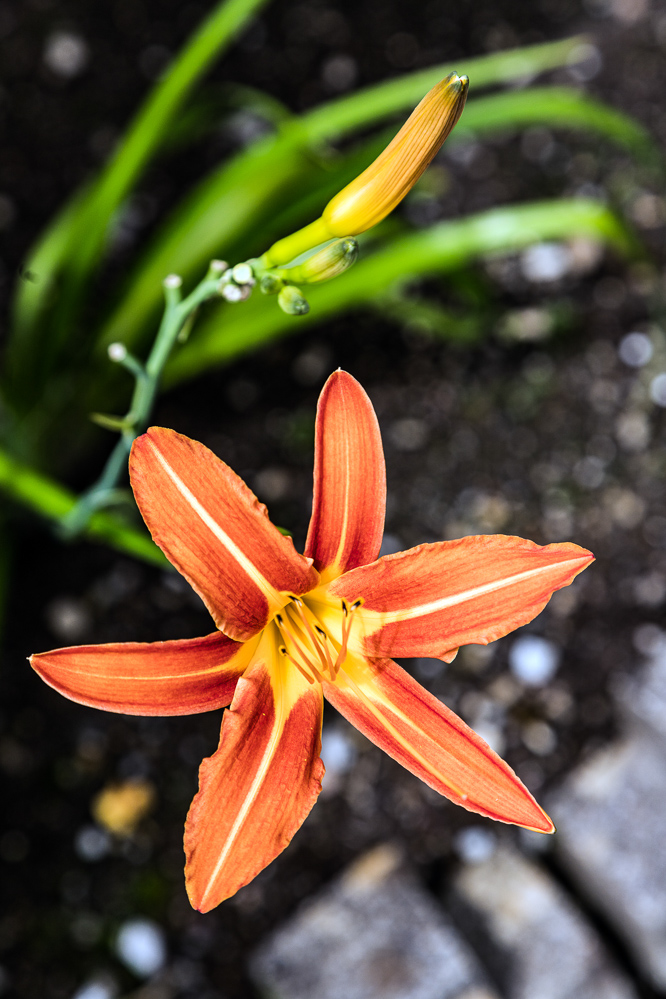 esaf015 - 2507 - Und ein Liliengewaechs