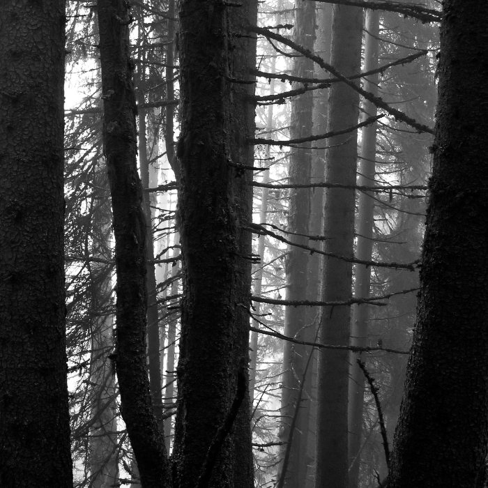 Etzelstock - ©MD - 002 - Nebelwald