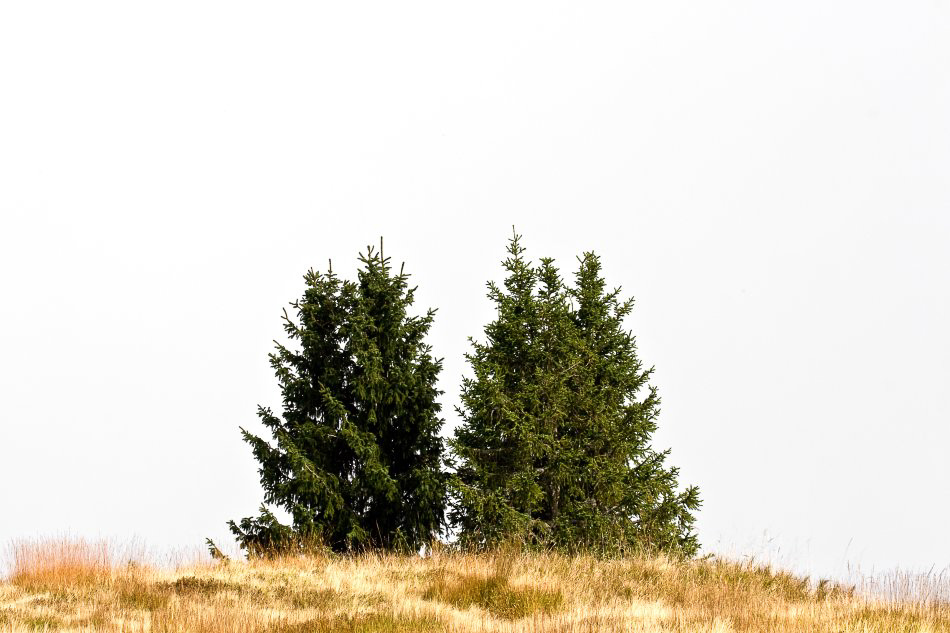 Etzelstock - ©MD - 016 - Oh Tannenbaum