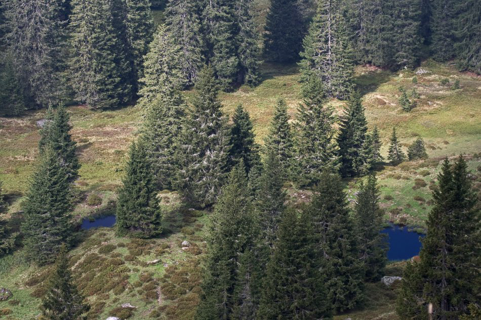 Etzelstock - ©MD - 017 - Seelein