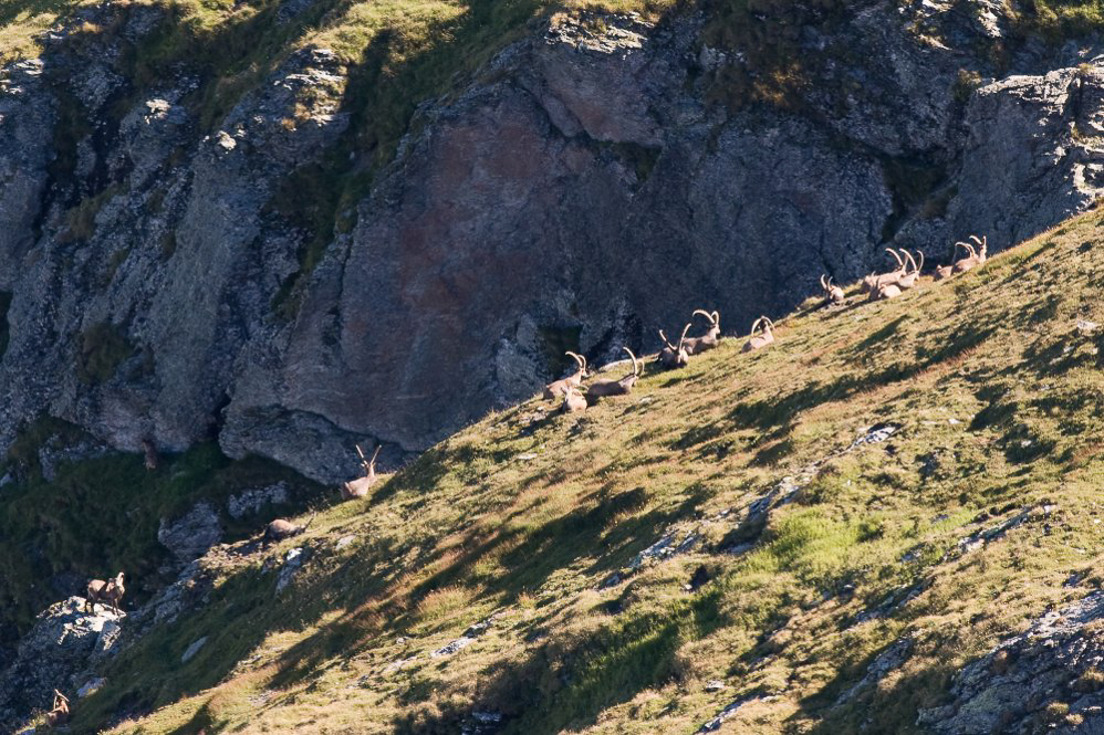 Foostöckli - ©MD - 024 - Steinböcke