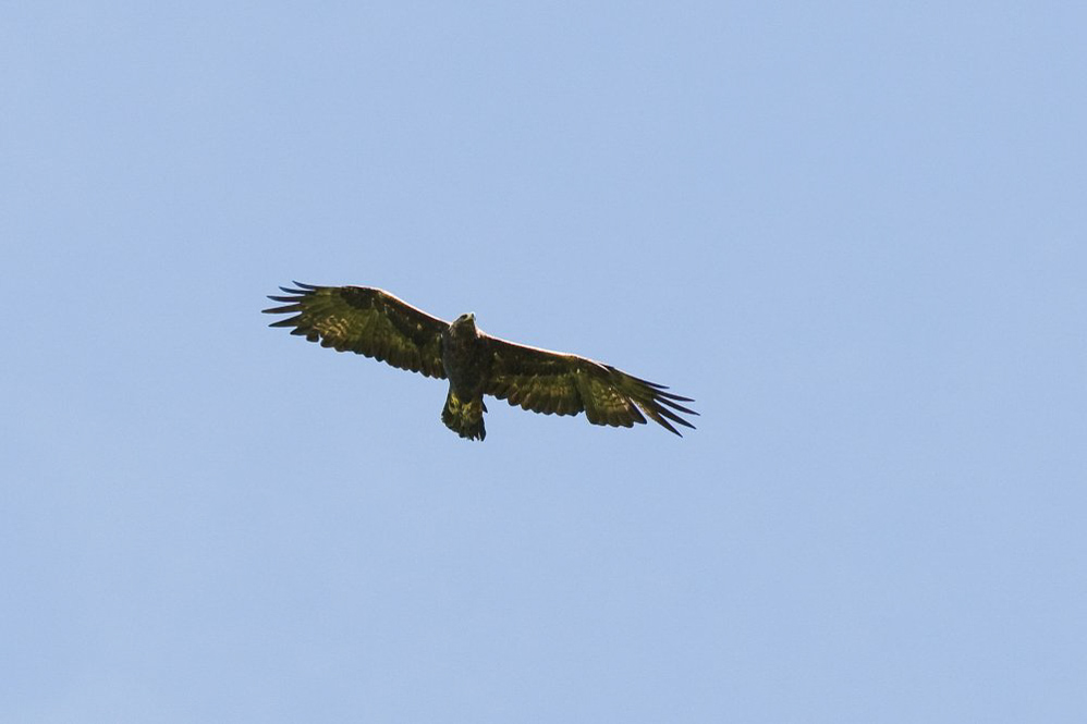 Foostöckli - ©MD - 046 - Eagle Eye