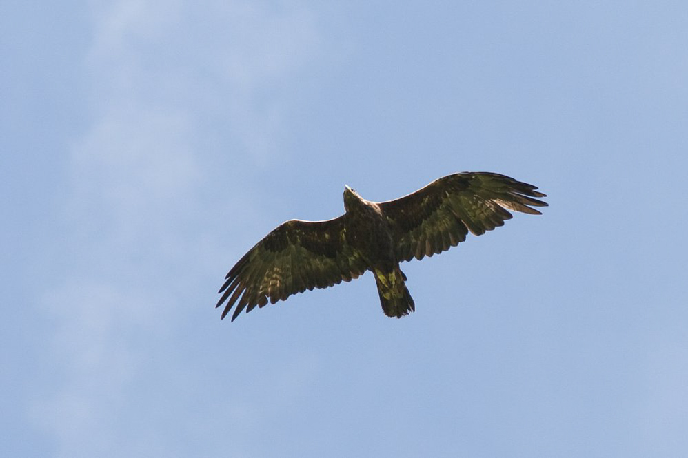 Foostöckli - ©MD - 047 - Eagle Eye