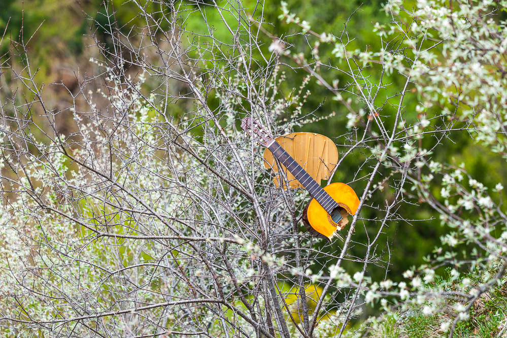 002_der seltene Gitarrenstrauch