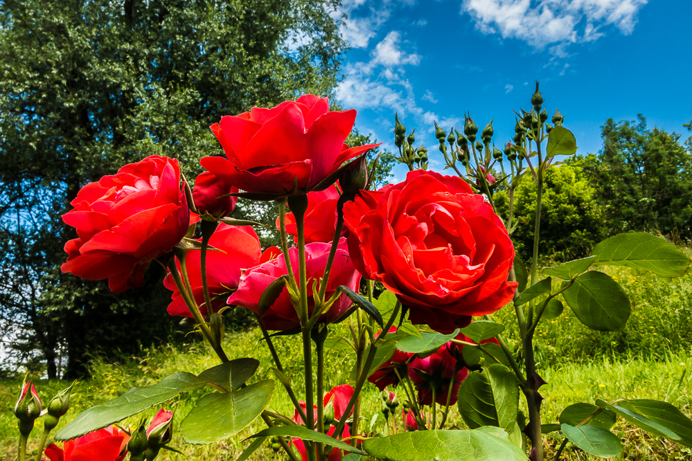 021_Rosengarten
