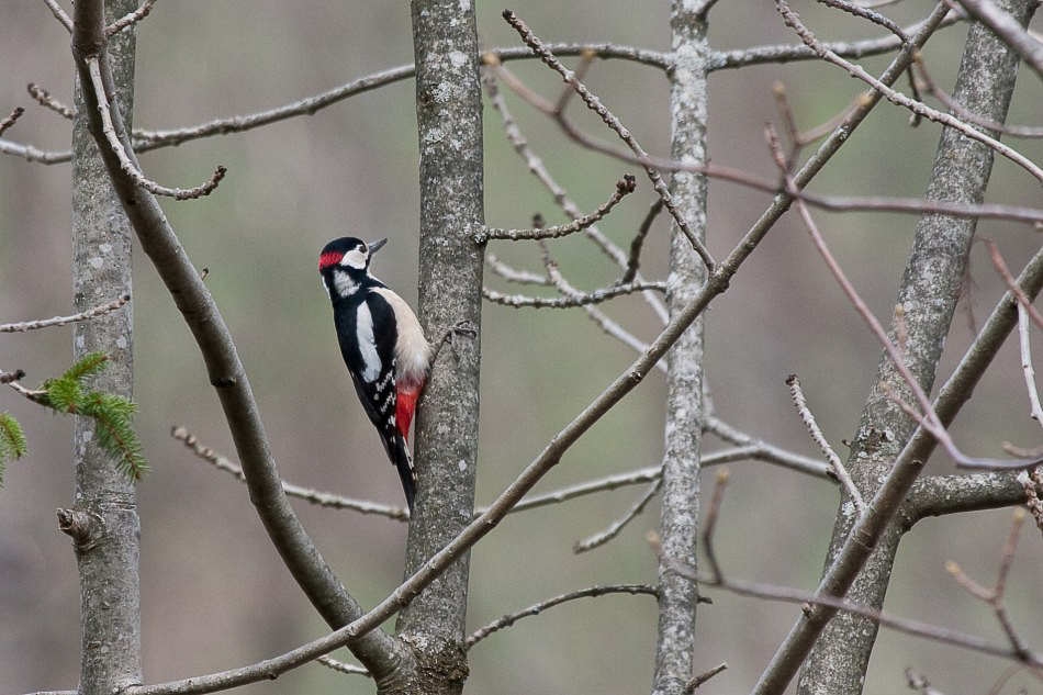 Natur - 004 - Buntspecht