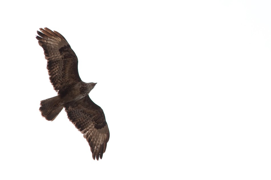Natur - 007 - Bussard