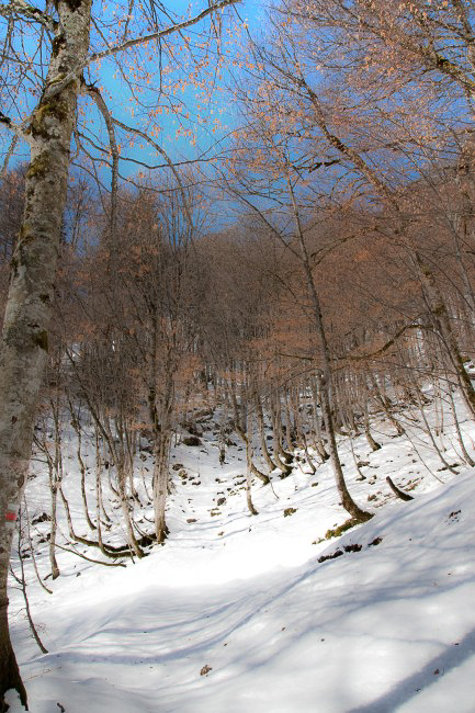 Natur - 014 - Im Wald