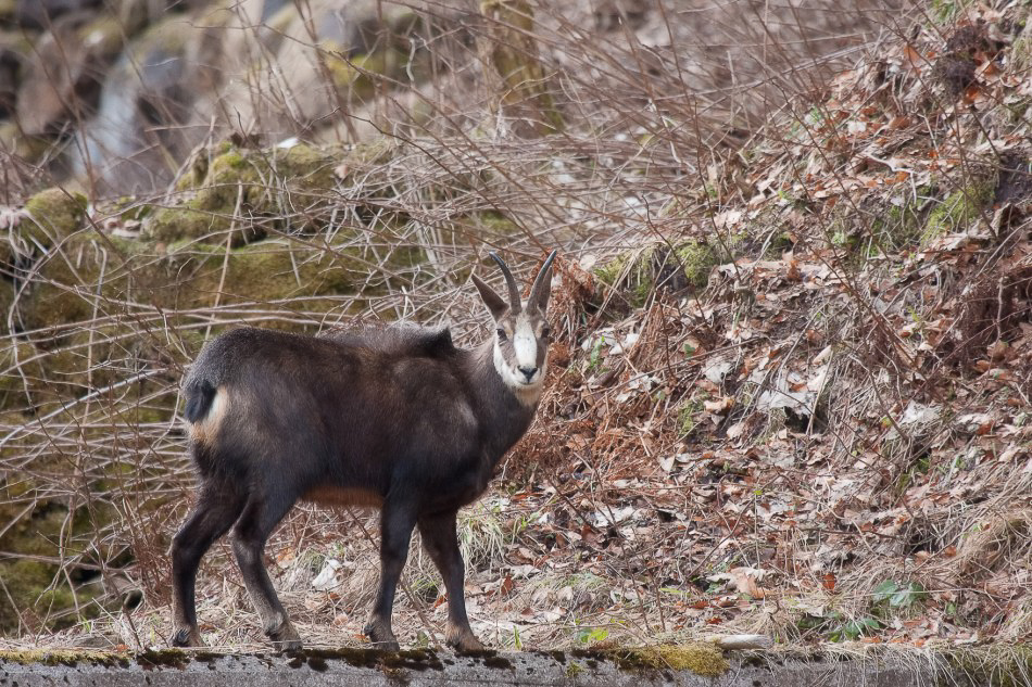 Natur - 020 - Laufsteg