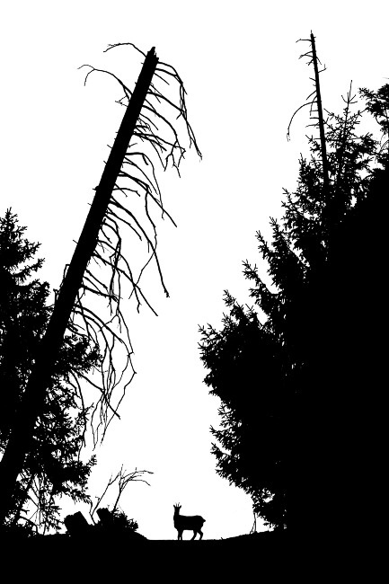 Natur - 021 - Die Gegenlichtgämse