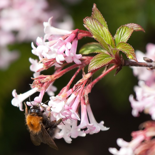 Natur - 022 - Hummel