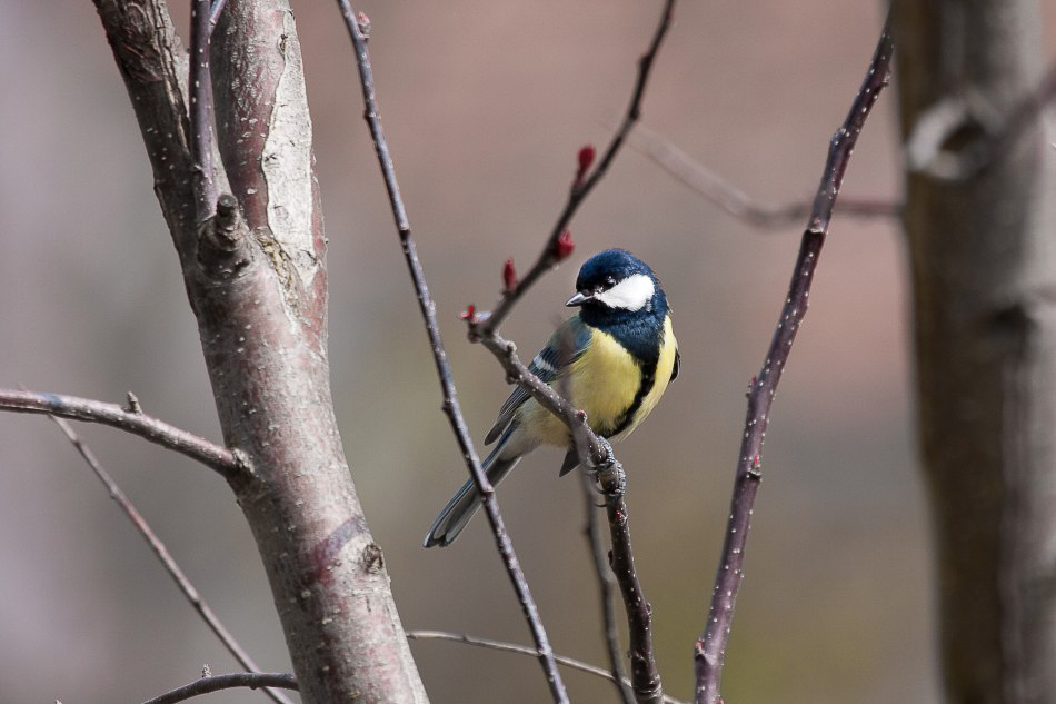 Natur - 023 - Meise