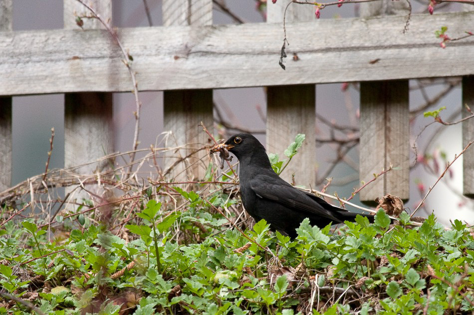 Natur - 024 - Herr Amsel mit Wurm