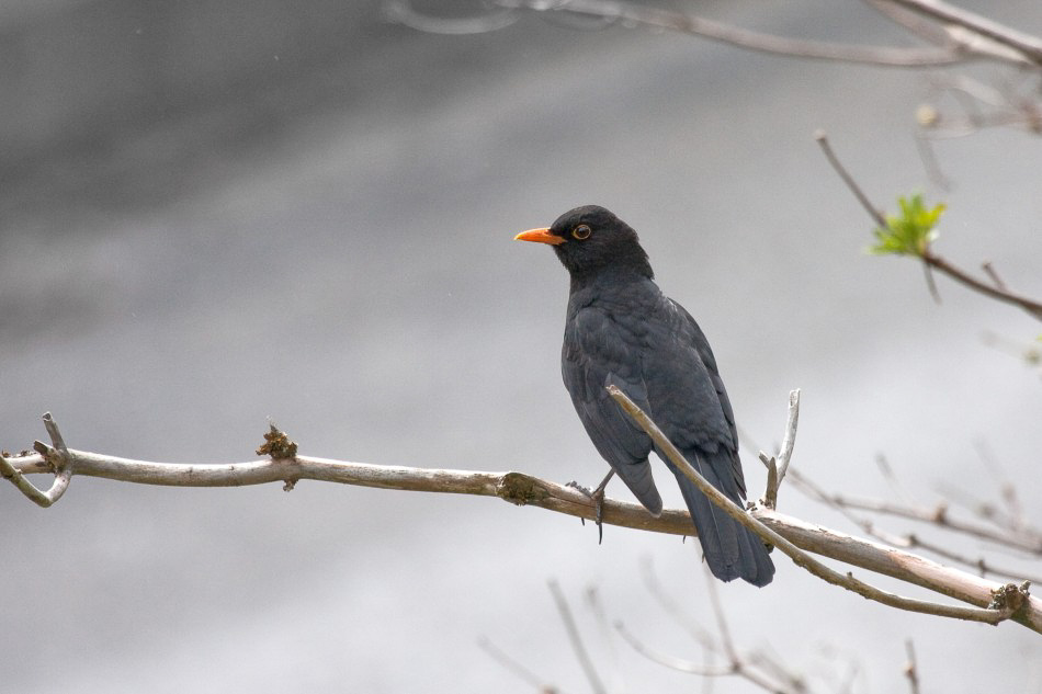 Natur - 025 - Herr Amsel