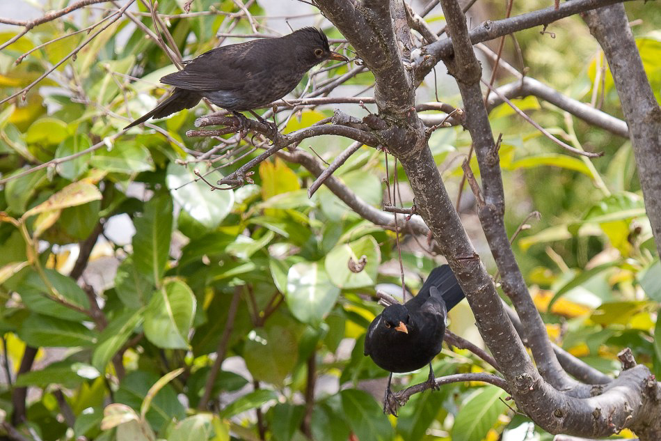 Natur - 026 - Herr unfd Frau Amsel