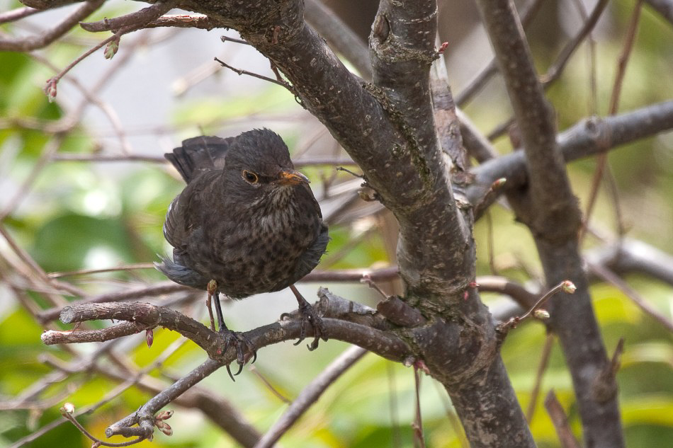 Natur - 027 - Frau Amsel