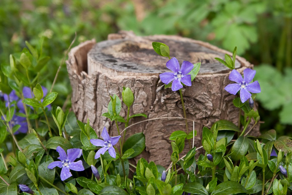 Natur - 028 - Holzblume