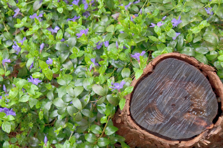 Natur - 029 - Holzblume extrem farbig