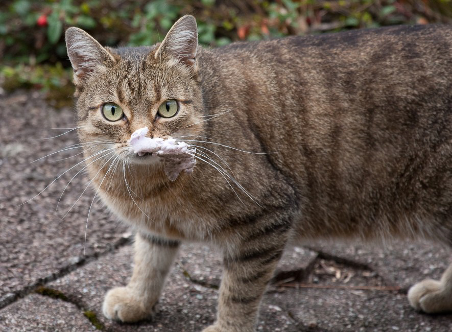Natur - 032 - Katze mit Schnupfen