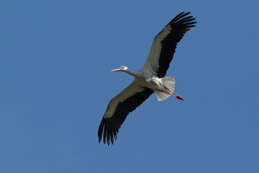 021 - Storch im Kaltbrunner Riet