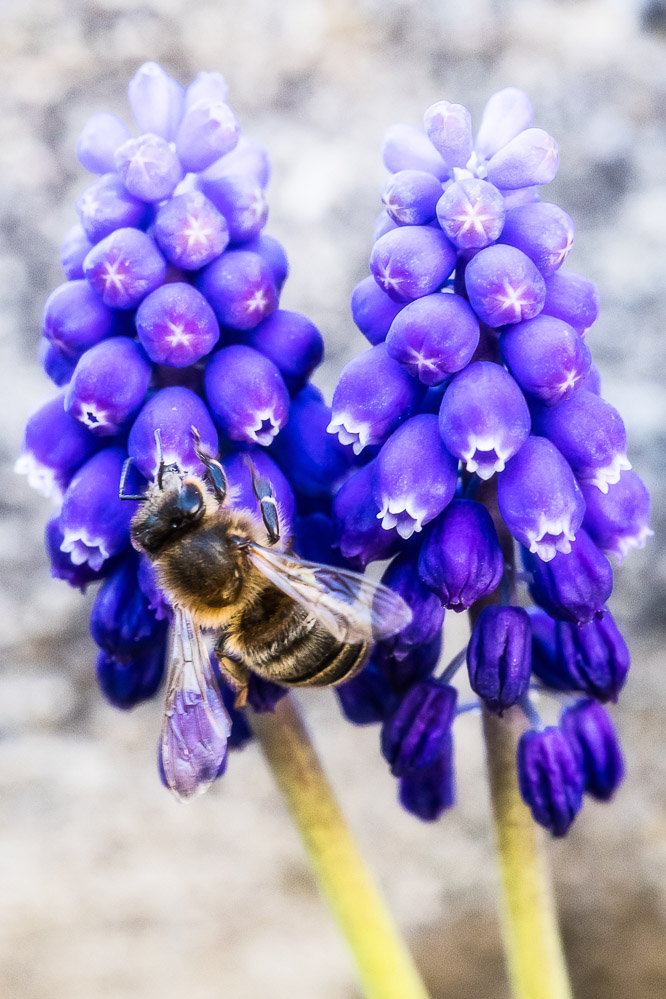 fruehling21 - 19 - Biene