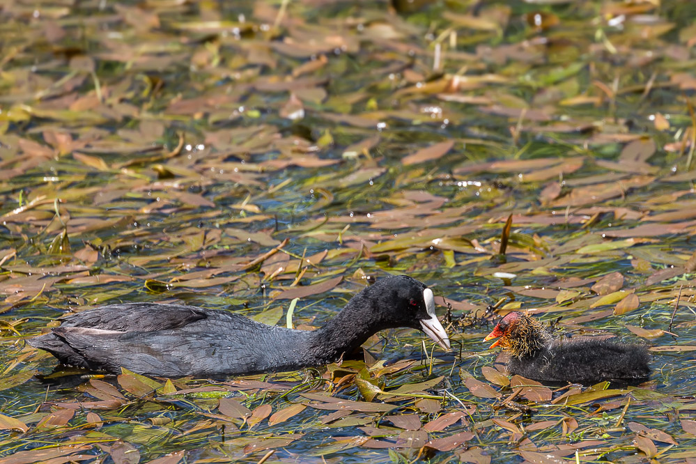 fruehling21 - 28 - Im Kaltbrunner Riet - Blaesshuhn