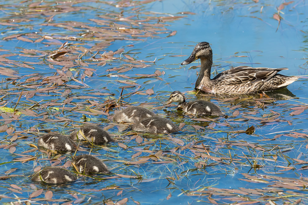 fruehling21 - 29 - Im Kaltbrunner Riet - Stockente