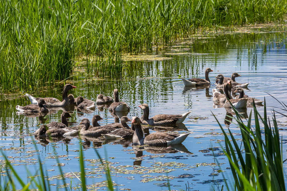 fruehling21 - 30 - Im Kaltbrunner Riet - Graugaense