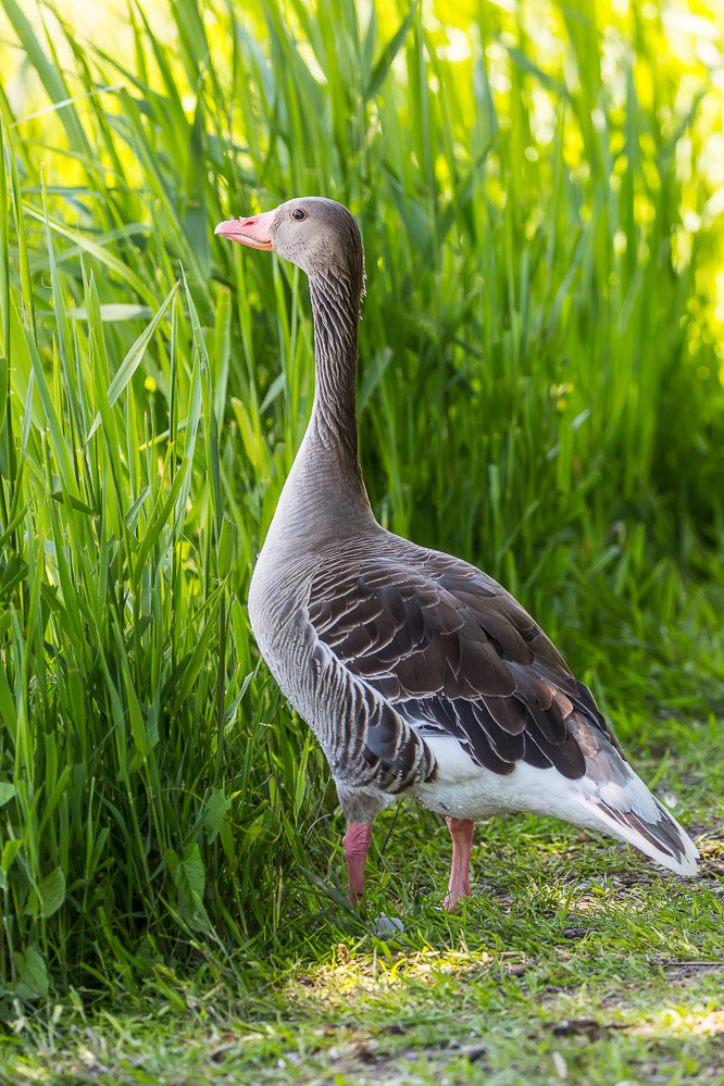 fruehling21 - 31 - Im Kaltbrunner Riet - Graugans