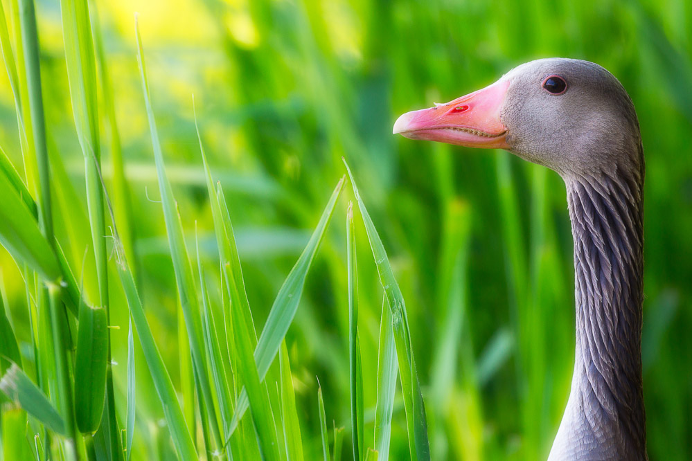 fruehling21 - 32 - Im Kaltbrunner Riet - Graugans