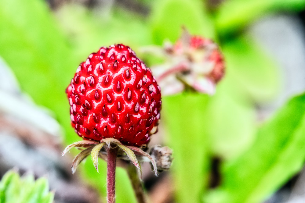 fruehling21 - 34 - Im Garten