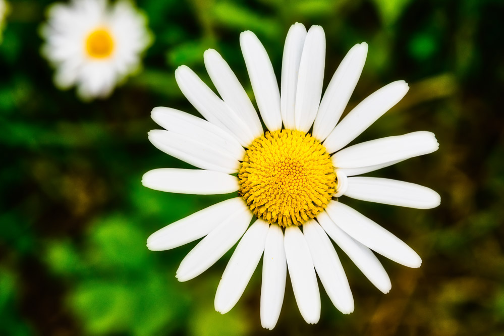 fruehling21 - 35 - Im Garten