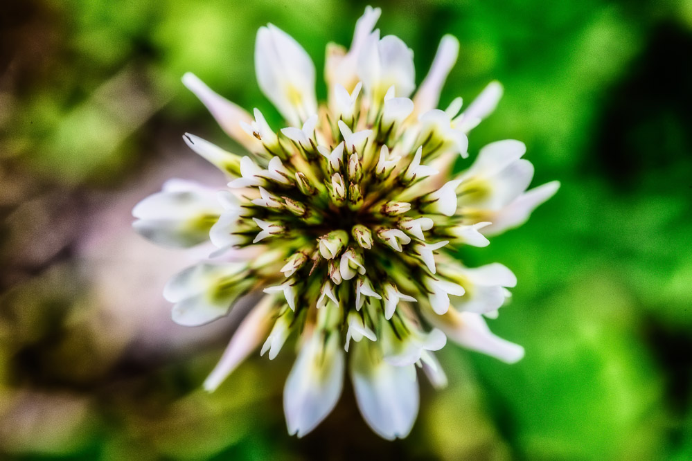 fruehling21 - 36 - Im Garten