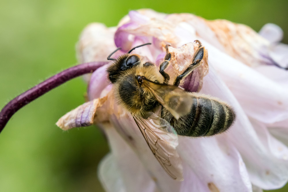 fruehling21 - 37 - Im Garten