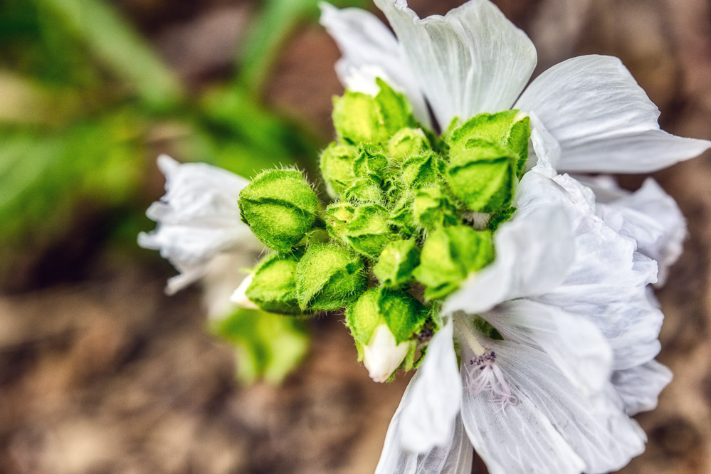 fruehling21 - 44 - Im Garten