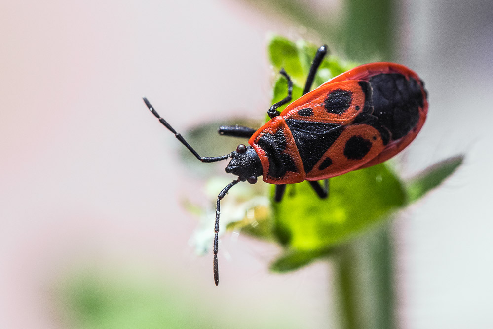 fruehling21 - 45 - Im Garten