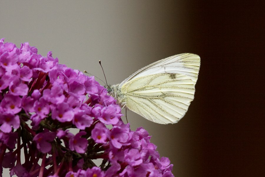 Im Garten - ©MD - 001