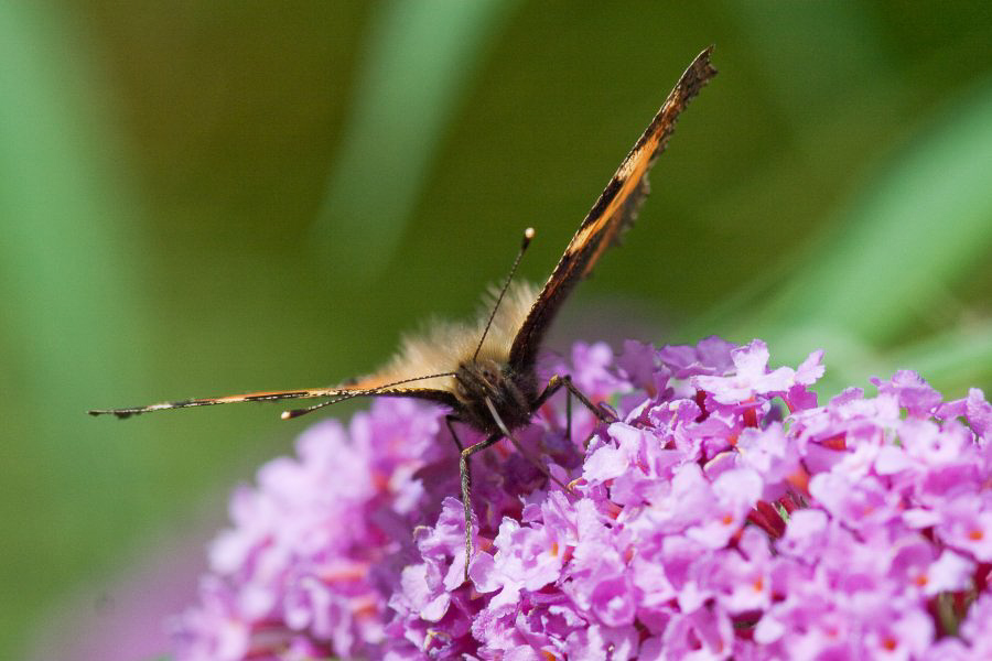 Im Garten - ©MD - 002