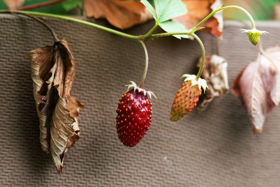 Im Garten - ©MD - 003