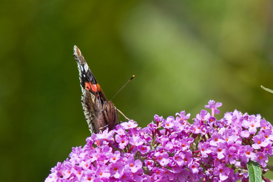 Im Garten - ©MD - 005