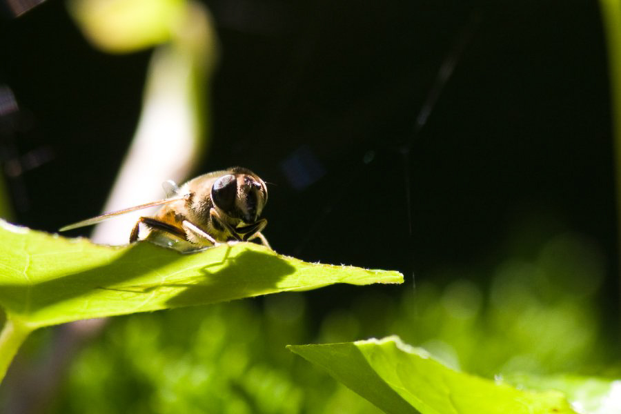 Im Garten - ©MD - 012