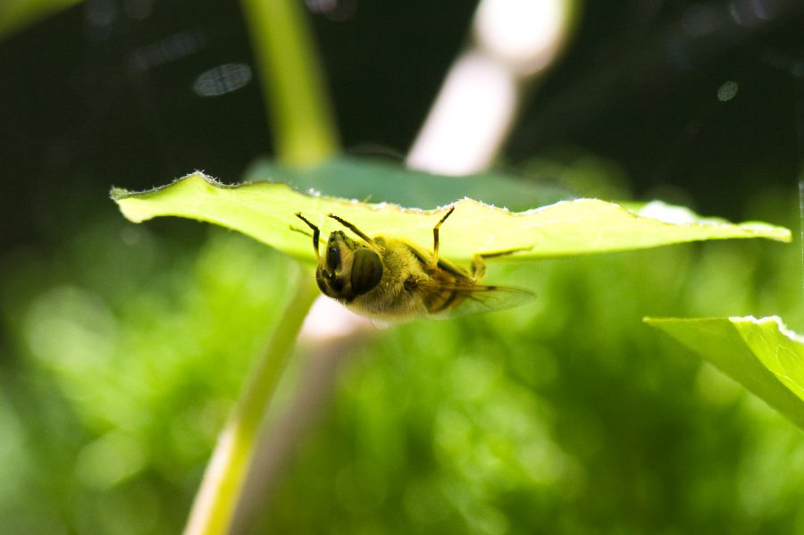 Im Garten - ©MD - 013