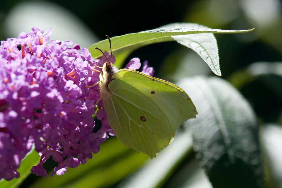 Im Garten - ©MD - 016