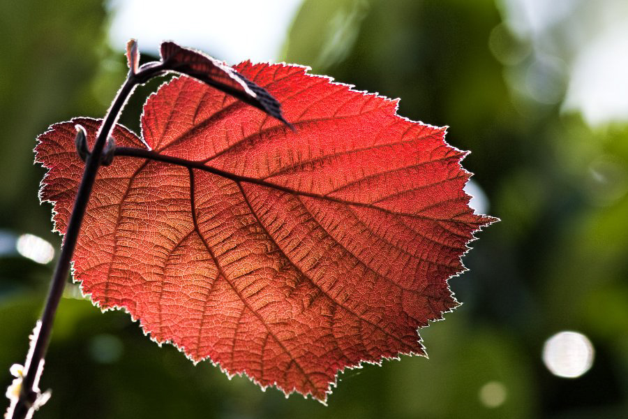 Im Garten - ©MD - 019