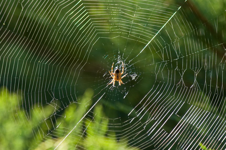 Im Garten - ©MD - 020
