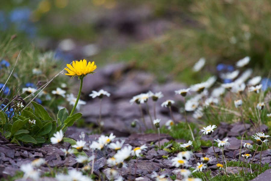 Gufelstock - 016 - Sommerblumen