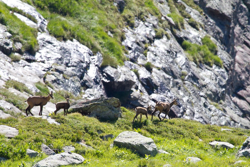 gufelstock_004