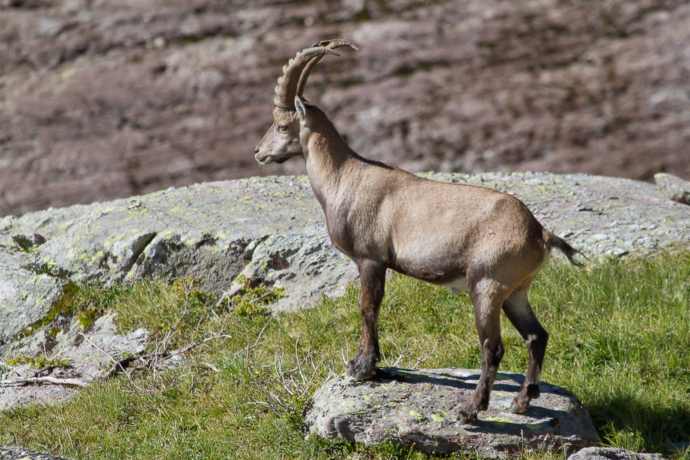 steinbock_001