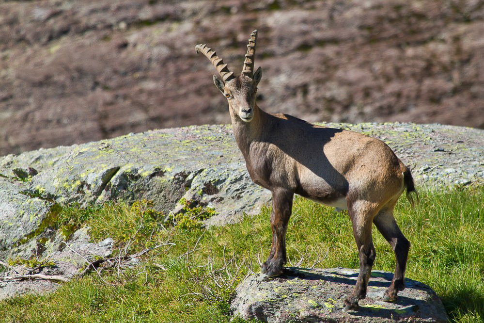 steinbock_002