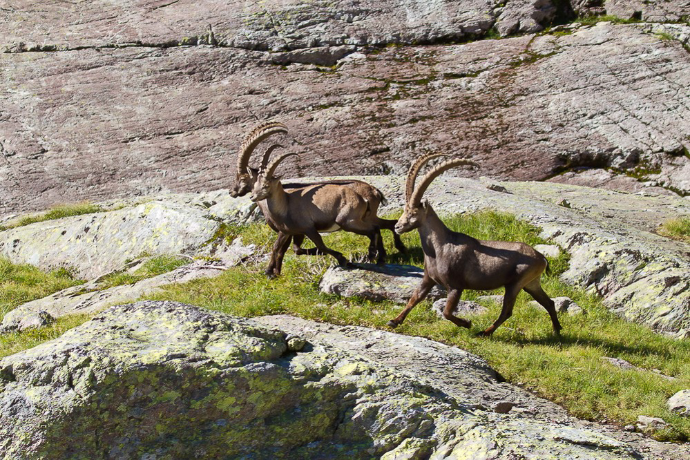 steinbock_004